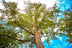 Best Lawn Pest Prevention  in Mount Vernon, TX