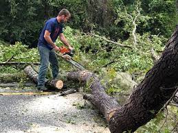 Best Hedge Trimming  in Mount Vernon, TX