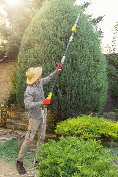 How Our Tree Care Process Works  in  Mount Vernon, TX