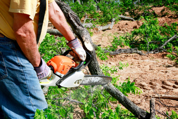 Best Tree Preservation Services  in Mount Vernon, TX